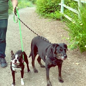 Our dogs 😀